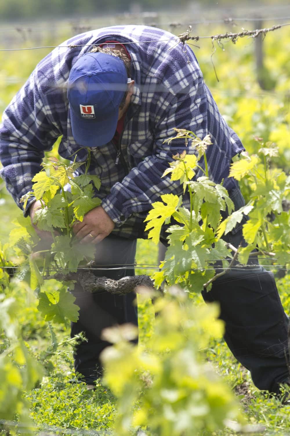 Prestations viticoles Adapei 33