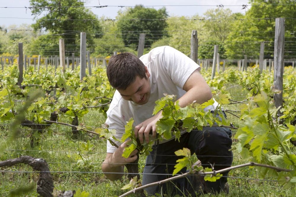 Prestations viticoles Adapei 33