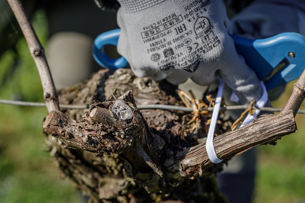 Prestations viticoles Adapei 33