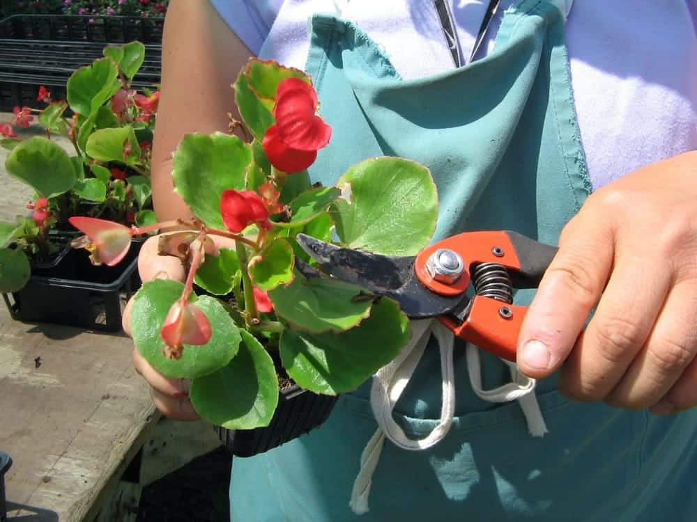 Photo Jardineries et serres Adapei 33 Entreprise